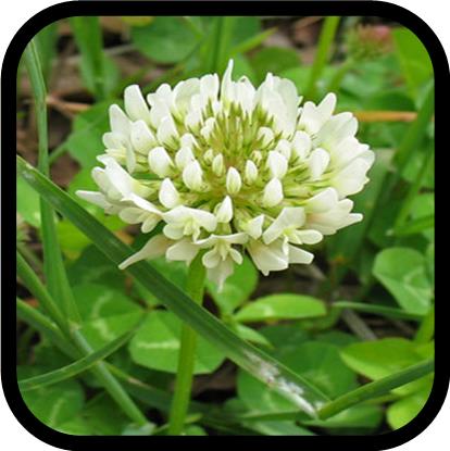 clover dutch seed