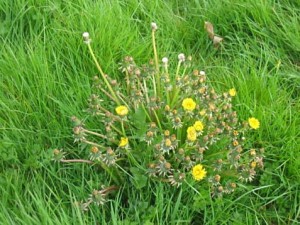 Dandelion Broadleaf Weeds