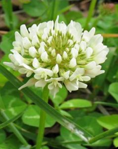 White Dutch Clover