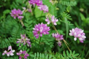 Crown vetch Image