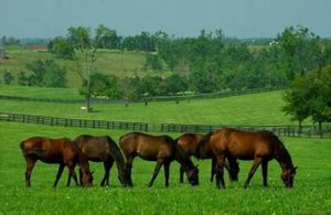 Deluxe Pasture mix