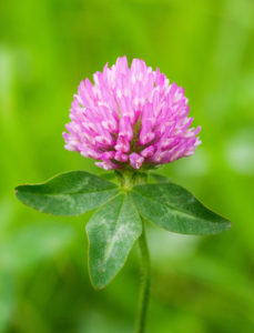 Medium Red clover