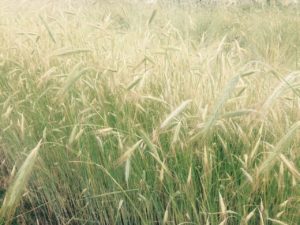 Winter Grain Rye