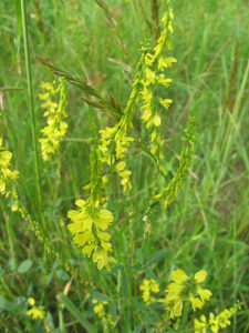 Yellow Blossom Sweet Clover