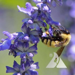 Bumblebee Buffet wildflower Mixture Image