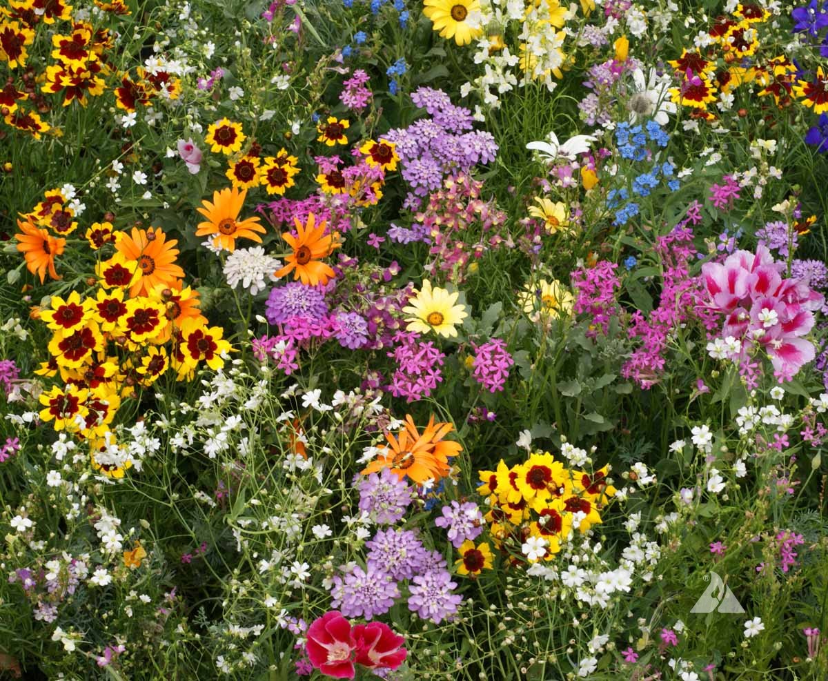 Oliger Seed Company – Wildflower Mixes & Planting Guide