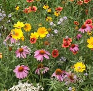 Honey Bee Wildflower mixture