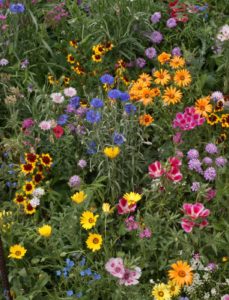 Knee High butterfly wildflower mix