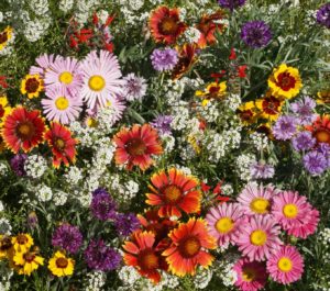 Bird and Butterfly wildflower mix