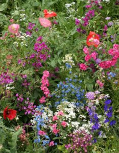 Sun and shade wildflower mix